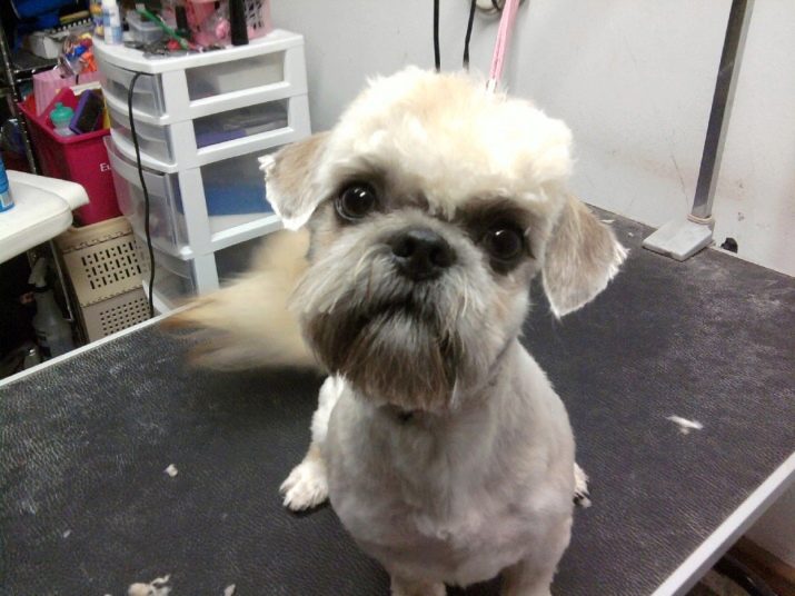 Стрижка ши-тцу (26 фото): грумінг дівчаток і хлопчиків, коротка стрижка «плюшевий ведмедик» для цуценяти. Як правильно підстригти морду в домашніх умовах?