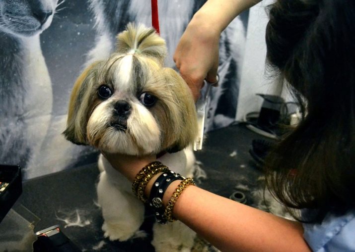 Стрижка ши-тцу (26 фото): грумінг дівчаток і хлопчиків, коротка стрижка «плюшевий ведмедик» для цуценяти. Як правильно підстригти морду в домашніх умовах?