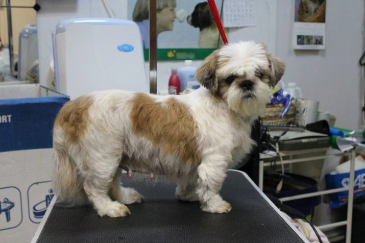 Стрижка ши-тцу (26 фото): грумінг дівчаток і хлопчиків, коротка стрижка «плюшевий ведмедик» для цуценяти. Як правильно підстригти морду в домашніх умовах?