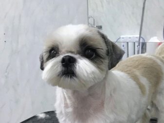 Стрижка ши-тцу (26 фото): грумінг дівчаток і хлопчиків, коротка стрижка «плюшевий ведмедик» для цуценяти. Як правильно підстригти морду в домашніх умовах?