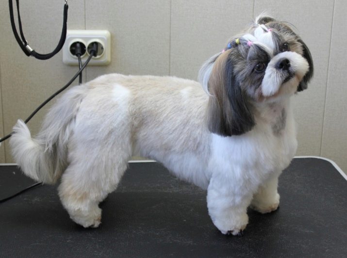 Стрижка ши-тцу (26 фото): грумінг дівчаток і хлопчиків, коротка стрижка «плюшевий ведмедик» для цуценяти. Як правильно підстригти морду в домашніх умовах?