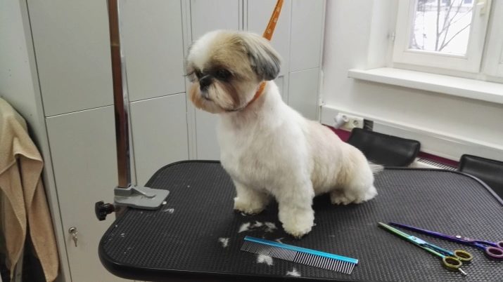 Стрижка ши-тцу (26 фото): грумінг дівчаток і хлопчиків, коротка стрижка «плюшевий ведмедик» для цуценяти. Як правильно підстригти морду в домашніх умовах?