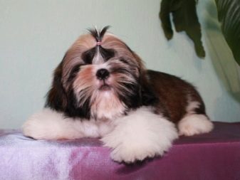 Стрижка ши-тцу (26 фото): грумінг дівчаток і хлопчиків, коротка стрижка «плюшевий ведмедик» для цуценяти. Як правильно підстригти морду в домашніх умовах?