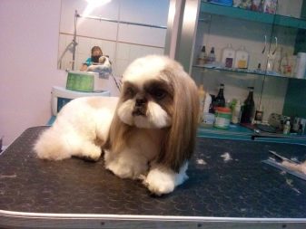 Стрижка ши-тцу (26 фото): грумінг дівчаток і хлопчиків, коротка стрижка «плюшевий ведмедик» для цуценяти. Як правильно підстригти морду в домашніх умовах?