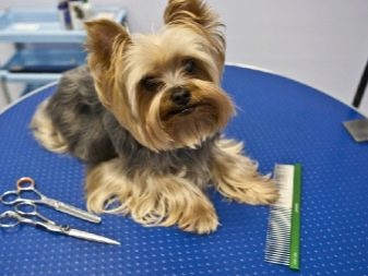 Стрижка собак (34 фото): як підстригти собаку в домашніх умовах? Інструменти і стіл для стриппинга. Як правильно стригти цуценя ножицями? Як називається гребінець для тримінгу?