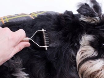 Стрижка собак (34 фото): як підстригти собаку в домашніх умовах? Інструменти і стіл для стриппинга. Як правильно стригти цуценя ножицями? Як називається гребінець для тримінгу?