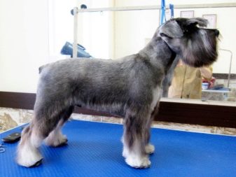 Стрижка собак (34 фото): як підстригти собаку в домашніх умовах? Інструменти і стіл для стриппинга. Як правильно стригти цуценя ножицями? Як називається гребінець для тримінгу?