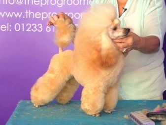 Стрижка собак (34 фото): як підстригти собаку в домашніх умовах? Інструменти і стіл для стриппинга. Як правильно стригти цуценя ножицями? Як називається гребінець для тримінгу?