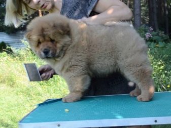 Стрижка собак (34 фото): як підстригти собаку в домашніх умовах? Інструменти і стіл для стриппинга. Як правильно стригти цуценя ножицями? Як називається гребінець для тримінгу?