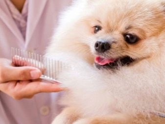 Стрижка собак (34 фото): як підстригти собаку в домашніх умовах? Інструменти і стіл для стриппинга. Як правильно стригти цуценя ножицями? Як називається гребінець для тримінгу?