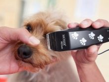 Стрижка собак (34 фото): як підстригти собаку в домашніх умовах? Інструменти і стіл для стриппинга. Як правильно стригти цуценя ножицями? Як називається гребінець для тримінгу?