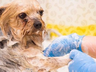 Стрижка собак (34 фото): як підстригти собаку в домашніх умовах? Інструменти і стіл для стриппинга. Як правильно стригти цуценя ножицями? Як називається гребінець для тримінгу?