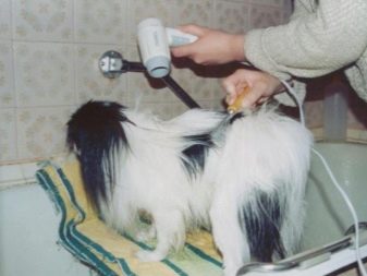 Стрижка собак (34 фото): як підстригти собаку в домашніх умовах? Інструменти і стіл для стриппинга. Як правильно стригти цуценя ножицями? Як називається гребінець для тримінгу?