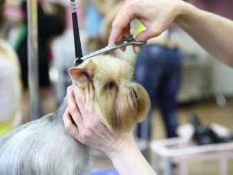Стрижка собак (34 фото): як підстригти собаку в домашніх умовах? Інструменти і стіл для стриппинга. Як правильно стригти цуценя ножицями? Як називається гребінець для тримінгу?