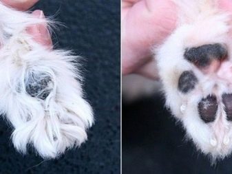 Стрижка собак (34 фото): як підстригти собаку в домашніх умовах? Інструменти і стіл для стриппинга. Як правильно стригти цуценя ножицями? Як називається гребінець для тримінгу?