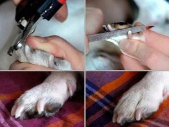 Стрижка собак (34 фото): як підстригти собаку в домашніх умовах? Інструменти і стіл для стриппинга. Як правильно стригти цуценя ножицями? Як називається гребінець для тримінгу?