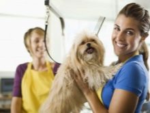 Стрижка собак (34 фото): як підстригти собаку в домашніх умовах? Інструменти і стіл для стриппинга. Як правильно стригти цуценя ножицями? Як називається гребінець для тримінгу?