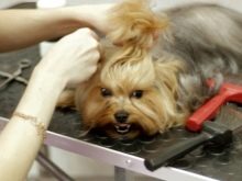 Стрижка собак (34 фото): як підстригти собаку в домашніх умовах? Інструменти і стіл для стриппинга. Як правильно стригти цуценя ножицями? Як називається гребінець для тримінгу?