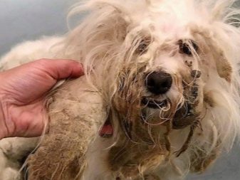 Стрижка собак (34 фото): як підстригти собаку в домашніх умовах? Інструменти і стіл для стриппинга. Як правильно стригти цуценя ножицями? Як називається гребінець для тримінгу?