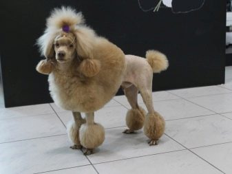 Стрижка собак (34 фото): як підстригти собаку в домашніх умовах? Інструменти і стіл для стриппинга. Як правильно стригти цуценя ножицями? Як називається гребінець для тримінгу?