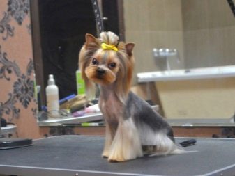 Стрижка собак (34 фото): як підстригти собаку в домашніх умовах? Інструменти і стіл для стриппинга. Як правильно стригти цуценя ножицями? Як називається гребінець для тримінгу?