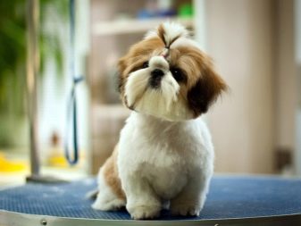 Стрижка собак (34 фото): як підстригти собаку в домашніх умовах? Інструменти і стіл для стриппинга. Як правильно стригти цуценя ножицями? Як називається гребінець для тримінгу?