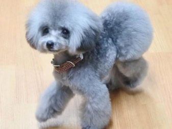 Стрижка собак (34 фото): як підстригти собаку в домашніх умовах? Інструменти і стіл для стриппинга. Як правильно стригти цуценя ножицями? Як називається гребінець для тримінгу?