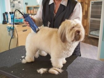 Стрижка собак (34 фото): як підстригти собаку в домашніх умовах? Інструменти і стіл для стриппинга. Як правильно стригти цуценя ножицями? Як називається гребінець для тримінгу?