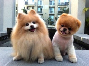 Стрижка собак (34 фото): як підстригти собаку в домашніх умовах? Інструменти і стіл для стриппинга. Як правильно стригти цуценя ножицями? Як називається гребінець для тримінгу?