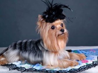 Стрижка собак (34 фото): як підстригти собаку в домашніх умовах? Інструменти і стіл для стриппинга. Як правильно стригти цуценя ножицями? Як називається гребінець для тримінгу?