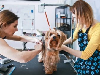 Стрижка собак (34 фото): як підстригти собаку в домашніх умовах? Інструменти і стіл для стриппинга. Як правильно стригти цуценя ножицями? Як називається гребінець для тримінгу?