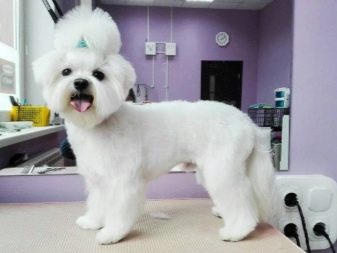 Стрижка собак (34 фото): як підстригти собаку в домашніх умовах? Інструменти і стіл для стриппинга. Як правильно стригти цуценя ножицями? Як називається гребінець для тримінгу?