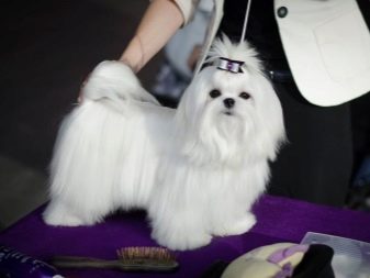 Стрижки мальтезе (27 фото): стрижки мальтійських болонок в корейському стилі і інші варіанти для хлопчиків і дівчаток