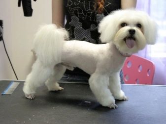 Стрижки мальтезе (27 фото): стрижки мальтійських болонок в корейському стилі і інші варіанти для хлопчиків і дівчаток