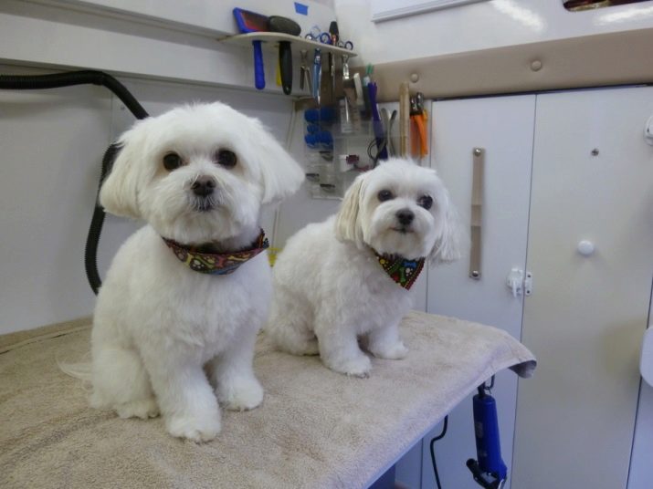 Стрижки мальтезе (27 фото): стрижки мальтійських болонок в корейському стилі і інші варіанти для хлопчиків і дівчаток