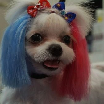 Стрижки мальтезе (27 фото): стрижки мальтійських болонок в корейському стилі і інші варіанти для хлопчиків і дівчаток