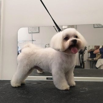 Стрижки мальтезе (27 фото): стрижки мальтійських болонок в корейському стилі і інші варіанти для хлопчиків і дівчаток