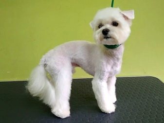 Стрижки мальтезе (27 фото): стрижки мальтійських болонок в корейському стилі і інші варіанти для хлопчиків і дівчаток