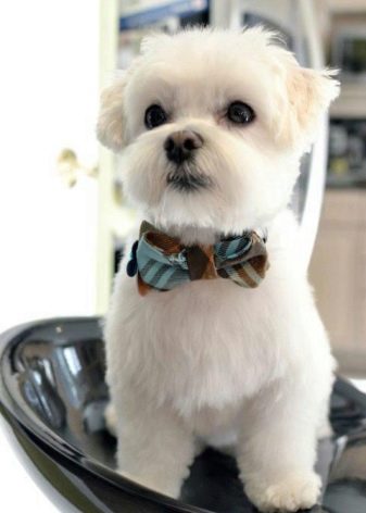 Стрижки мальтезе (27 фото): стрижки мальтійських болонок в корейському стилі і інші варіанти для хлопчиків і дівчаток