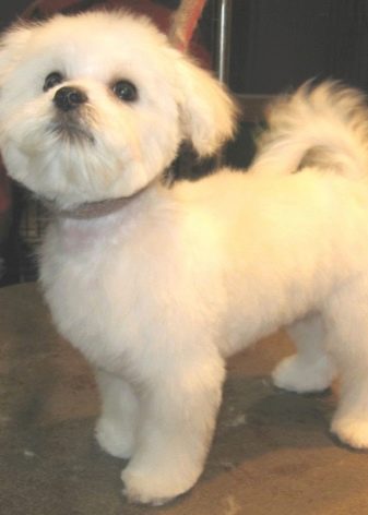 Стрижки мальтезе (27 фото): стрижки мальтійських болонок в корейському стилі і інші варіанти для хлопчиків і дівчаток