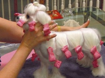 Стрижки мальтезе (27 фото): стрижки мальтійських болонок в корейському стилі і інші варіанти для хлопчиків і дівчаток