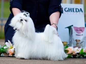 Стрижки мальтезе (27 фото): стрижки мальтійських болонок в корейському стилі і інші варіанти для хлопчиків і дівчаток