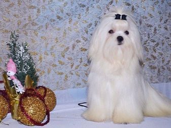 Стрижки мальтезе (27 фото): стрижки мальтійських болонок в корейському стилі і інші варіанти для хлопчиків і дівчаток