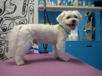 Стрижки мальтезе (27 фото): стрижки мальтійських болонок в корейському стилі і інші варіанти для хлопчиків і дівчаток