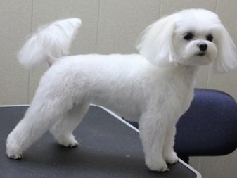 Стрижки мальтезе (27 фото): стрижки мальтійських болонок в корейському стилі і інші варіанти для хлопчиків і дівчаток