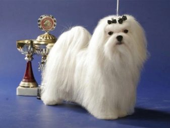 Стрижки мальтезе (27 фото): стрижки мальтійських болонок в корейському стилі і інші варіанти для хлопчиків і дівчаток