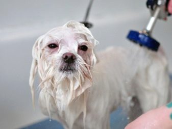 Стрижки мальтезе (27 фото): стрижки мальтійських болонок в корейському стилі і інші варіанти для хлопчиків і дівчаток