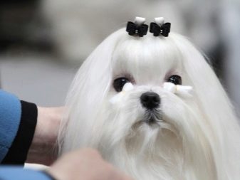 Стрижки мальтезе (27 фото): стрижки мальтійських болонок в корейському стилі і інші варіанти для хлопчиків і дівчаток