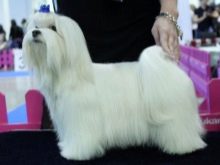 Стрижки мальтезе (27 фото): стрижки мальтійських болонок в корейському стилі і інші варіанти для хлопчиків і дівчаток