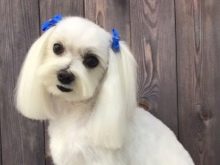 Стрижки мальтезе (27 фото): стрижки мальтійських болонок в корейському стилі і інші варіанти для хлопчиків і дівчаток